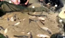 抓鱼的视频,视频揭秘海洋捕捞的精彩瞬间